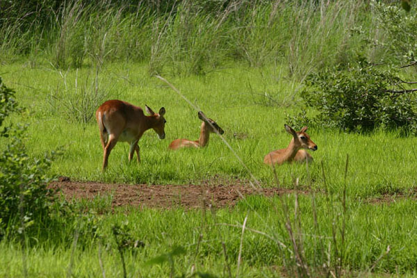 parc-niokolo-koba-senegal