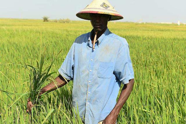 le-riz-local-senegal