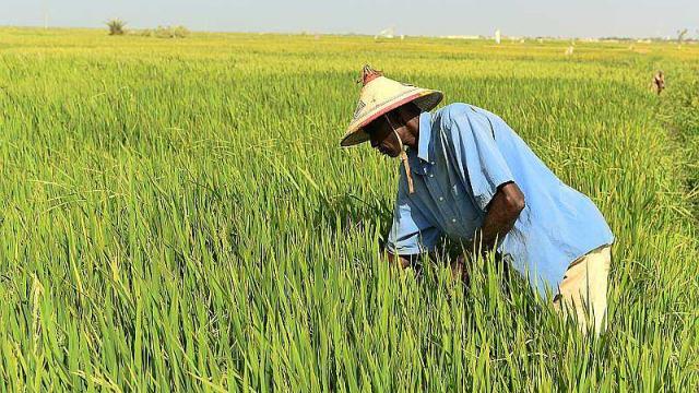 le-senegal-developpe-le-riz-local-mais-n-arrive-pas-le-vendre