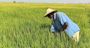 Riz local Sénégal
