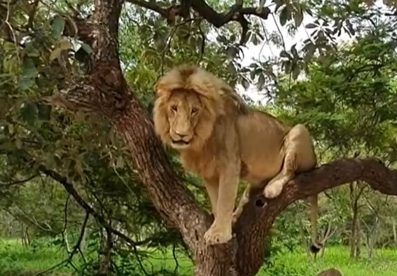 Activité insolite : marcher avec les lions de la réserve naturelle de Fathala au Sénégal