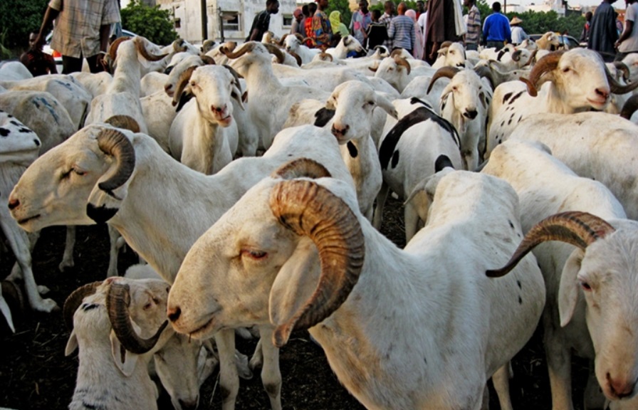 Moutons importés de Mauritanie pour la tabaski au Sénégal