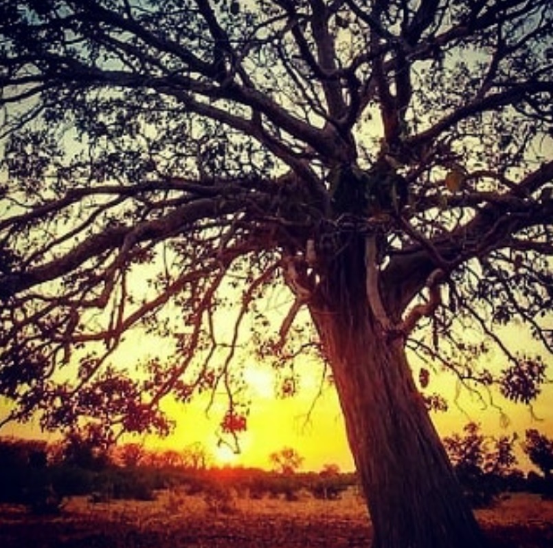 Paysage, région de Kaffrine au Sénégal