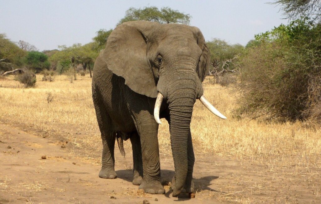 éléphant du parc national de Niokolo-Koba, région de Tambacounda