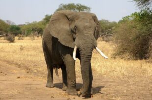 éléphant du parc national de Niokolo-Koba, région de Tambacounda