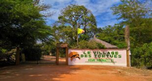 Des tortues de Monaco au village des tortues, à la réserve botanique de Noflaye à Sangalkam au Sénégal