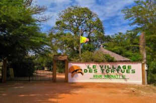 Des tortues de Monaco au village des tortues, à la réserve botanique de Noflaye à Sangalkam au Sénégal