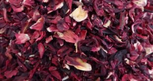 La fleur d'hibiscus appelée bissap au Sénégal et ses bienfaits sur la santé