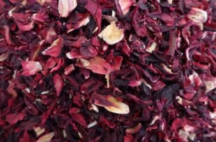 La fleur d'hibiscus appelée bissap au Sénégal et ses bienfaits sur la santé