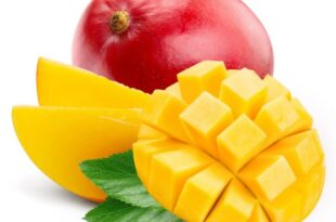 La mangue Kent du Sénégal, la variété la plus prisée