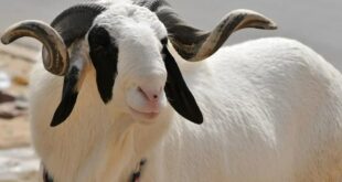 Le prix des moutons au Sénégal pour cette tabaski 2025