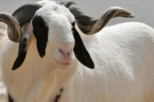 Le prix des moutons au Sénégal pour cette tabaski 2025