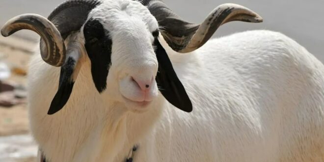 Tabaski 2025 : des moutons à prix d’or au Sénégal
