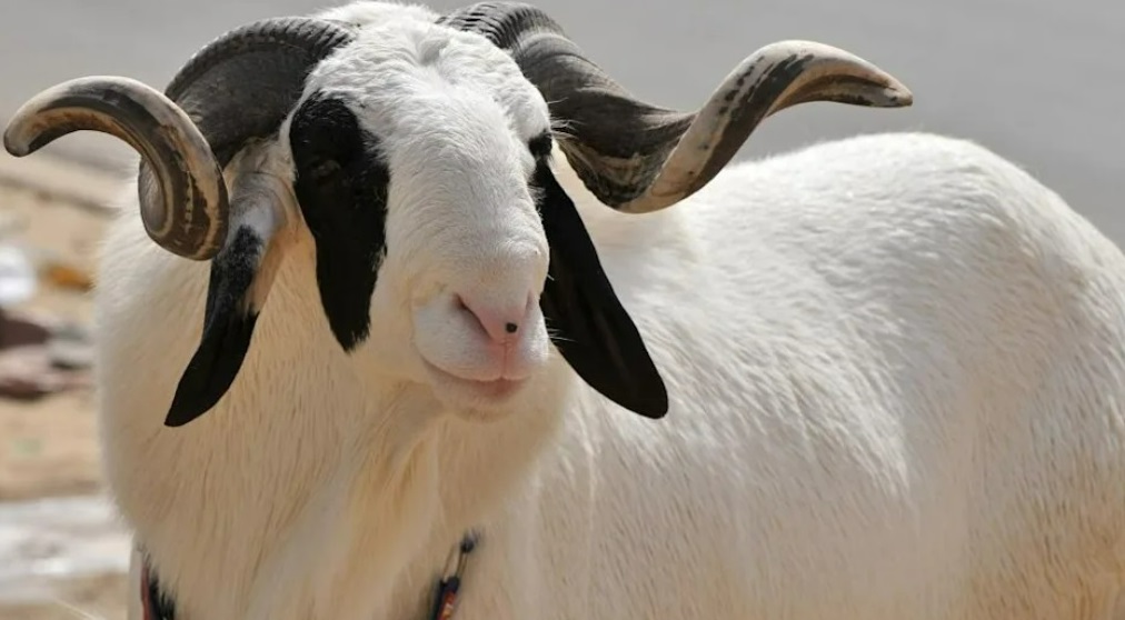 Le prix des moutons au Sénégal pour cette tabaski 2025
