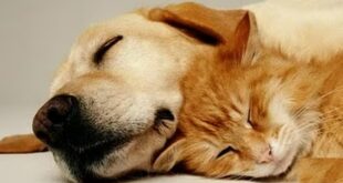 Chiens, chats, furets, comment faire voyager vos animaux de compagnie au Sénégal ?