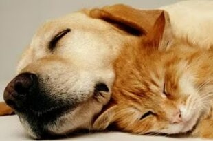 Chiens, chats, furets, comment faire voyager vos animaux de compagnie au Sénégal ?