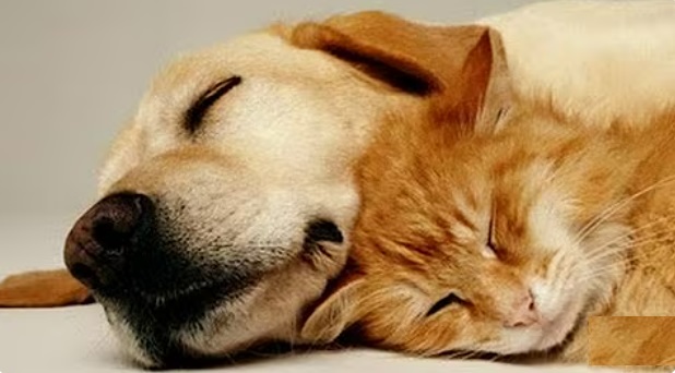 Chiens, chats, furets, comment faire voyager vos animaux de compagnie au Sénégal ?